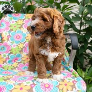 Rosie, Mini Goldendoodle Puppy